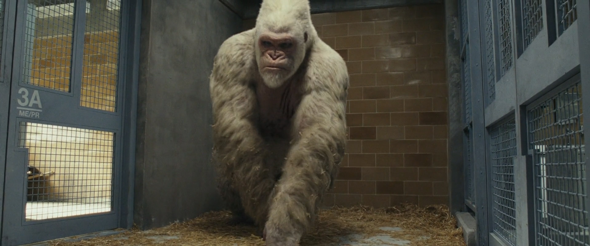 Rampage