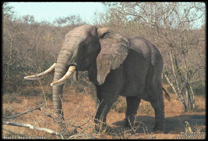 Elephant study I · Estimated c. 2003