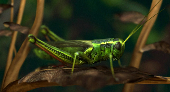 Grasshopper · Estimated c. 2000–2003